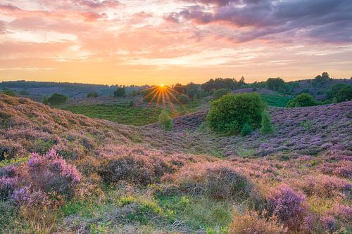 Evening in Veluwezoom National Park in the Netherlands