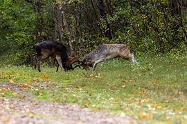 Rivals in the autumn light by Wendy Hilberath