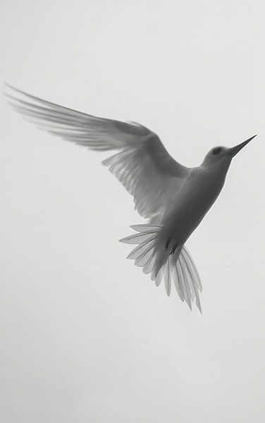 oiseau par matt landsman
