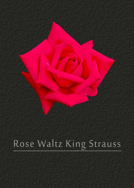 Rose Walzerkönig Strauss von Leopold Brix
