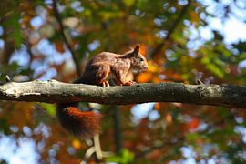 Zie jij mij, zie ik jou! by Liza Werkman