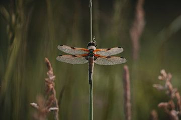 Libellule dans les roseaux | photographie de nature sur Marika Huisman fotografie