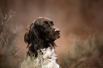 Hondenportret van Nanda Jansen