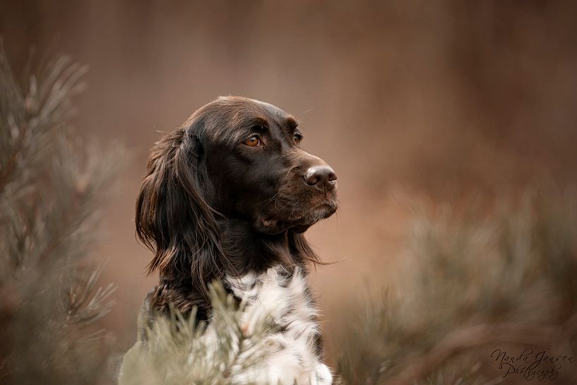 Dog portrait by Nanda Jansen