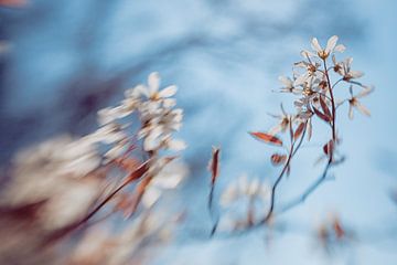 Transparente Feder von Hiske Boon