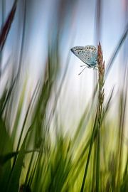 Schmetterling von Jan Linskens