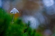 Champignons sur Texel par Texel360Fotografie Richard Heerschap Aperçu