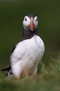 Puffin von Aland De Wit