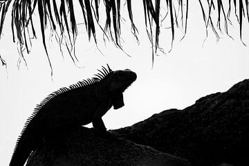 Iguanas by Elles Rijsdijk