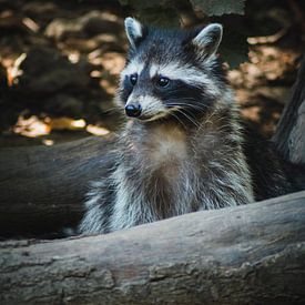 Raton laveur sur lichtfuchs.fotografie