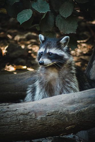 Raccoon by lichtfuchs.fotografie