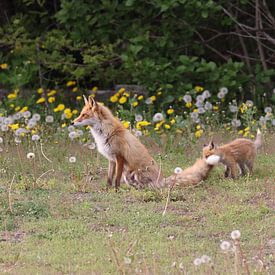 Ezo Red Fox with cubs Hokkaido, Japan by Frank Fichtmüller