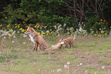 Renard rouge Ezo avec cubs Hokkaido, Japon