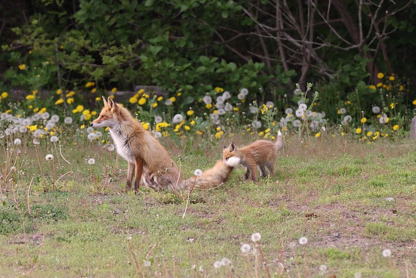 Ezo Red Fox with cubs Hokkaido, Japan von Frank Fichtmüller