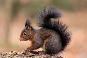 Eichhörnchen auf Baumstamm.