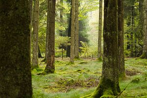 Green Forrest with trees an grass RawBird Photo's Wouter Putter