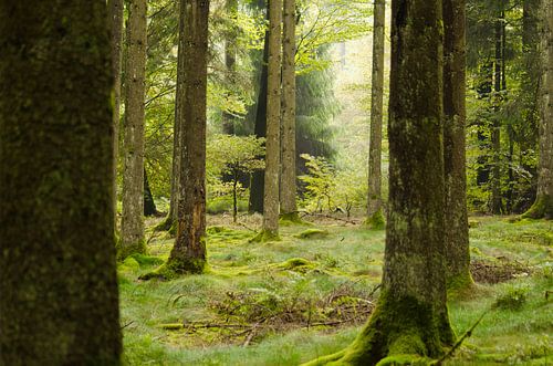 Groen Woud bos en natuur RawBird Photo's Wouter Putter