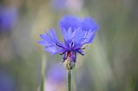 Kleine Kraft: Die Blaue Kornblume von Karin van Es Miniaturansicht