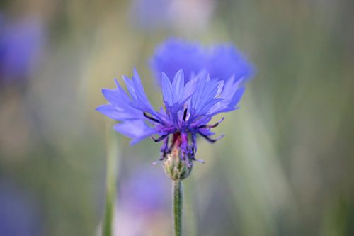 Kleine Kracht: De Blauwe Korenbloem