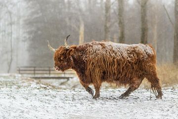 Schottischer Highlander beim Wandern im Schnee