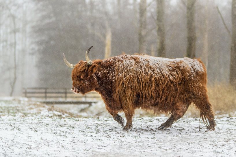 Schotse hooglander lopend in de sneeuw van Maria-Maaike Dijkstra