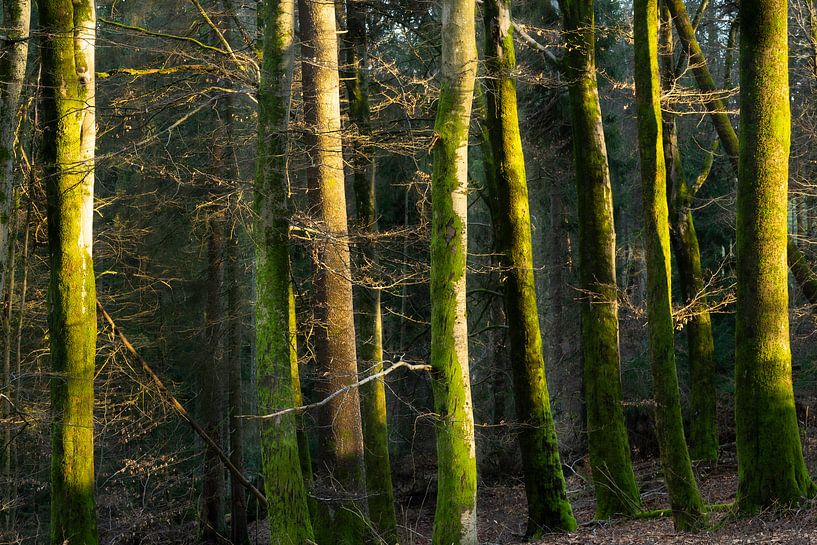 Samtbäume in der Abendsonne von André Post