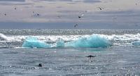 Seal terns ice sea van BL Photography thumbnail