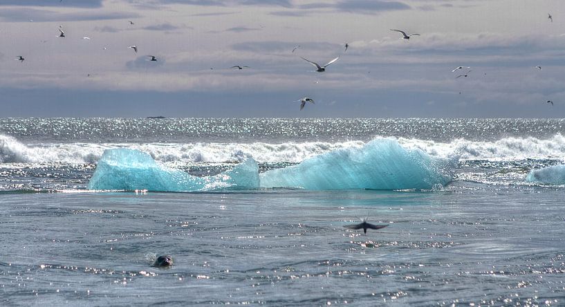 Phoque sternes mer de glace par BL Photography