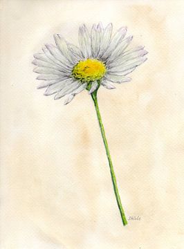 Daisy by Sandra Steinke