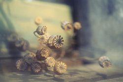 fading beauty..... 