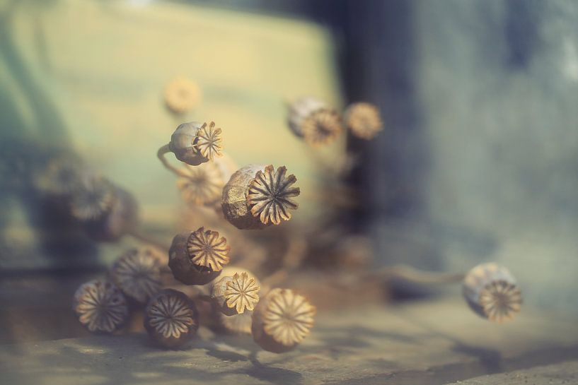 fading beauty.....  by Els Fonteine