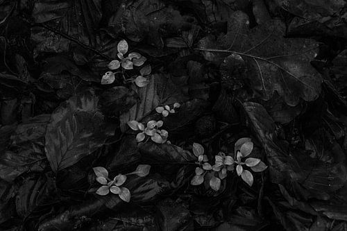 Schwarz und weiß Herbst Szene mit Blättern im Wald