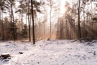 The Winter Veluwe