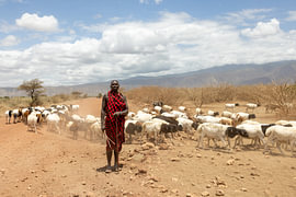The Herder by Yves Dohmen