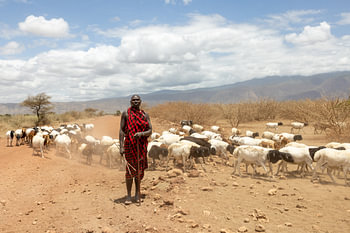 The Herder