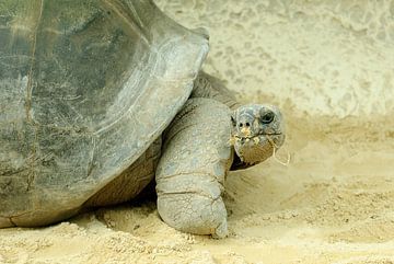 Schildkröte von Ron Jobing