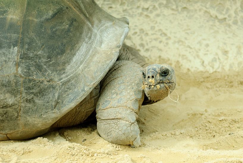 Turtle by Ron Jobing