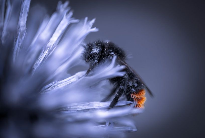 Bumblebee Lunch Break by Patrick Schwarzbach