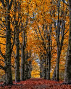 Wald der Unnachgiebigen
