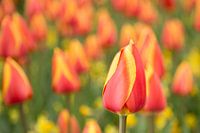 Hollands bollenveld met rode en gele tulpen in de Keukenhof