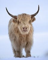 Blonde hooglander portret in sneeuw