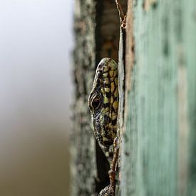 ...I can see you... by Thomas Heins