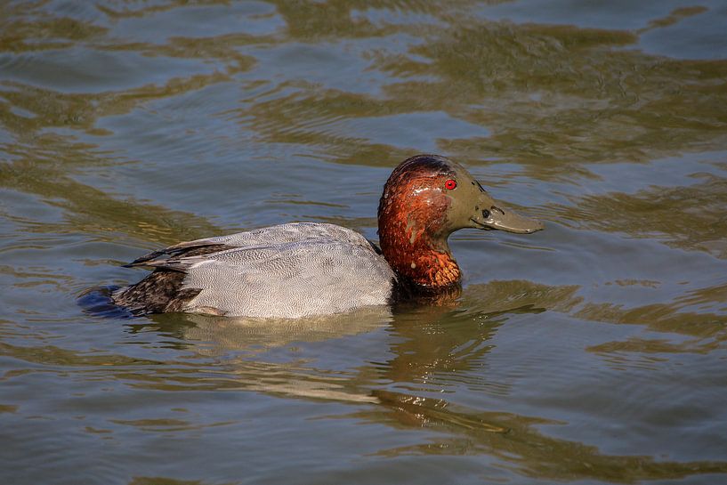 common pochard by Joost van Doorn