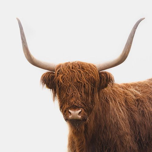 schotse hooglander in de mist in Nederland