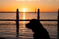 black labrador at sunrise by Annelies Cranendonk thumbnail