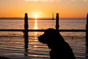 labrador noir au lever du soleil sur Annelies Cranendonk