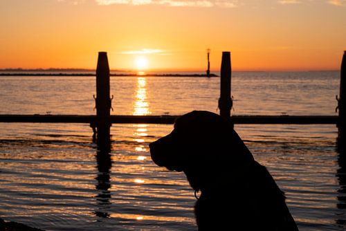 schwarzer Labrador bei Sonnenaufgang