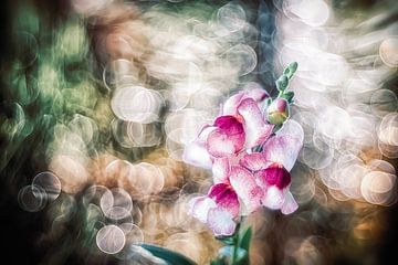 Snapdragons against the light