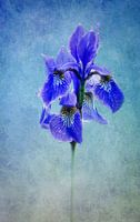 blue Iris