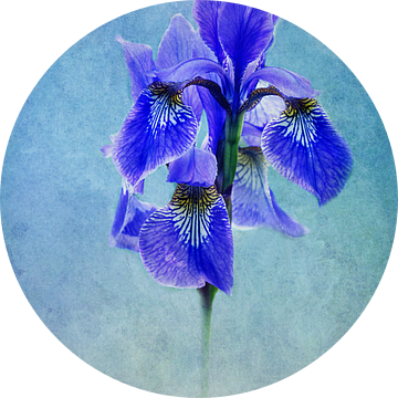 blauwe iris van Claudia Moeckel